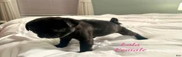 Pug dogs for sale: Lola - Ad 6