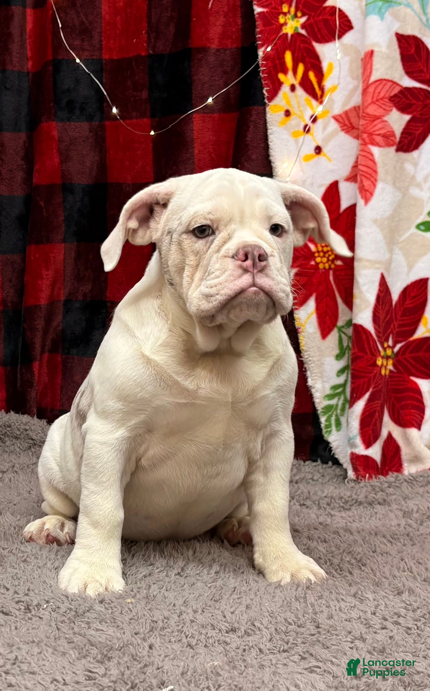 English Bulldog dogs Natalie - Ad 32