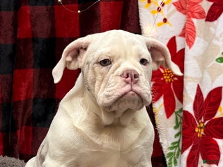 English Bulldog dogs Natalie - Ad 32