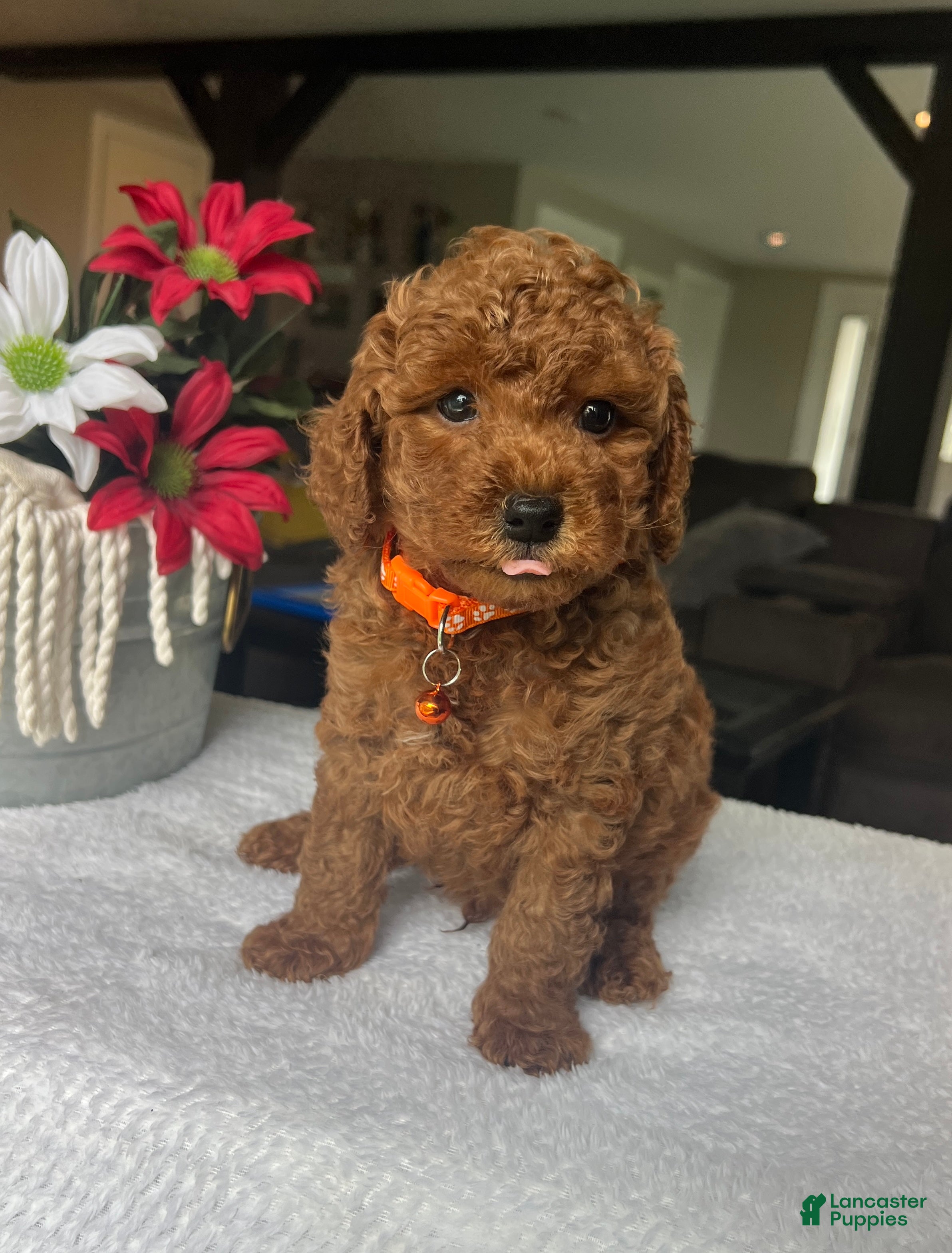 Mini Goldendoodle dogs Rylie - Ad 2