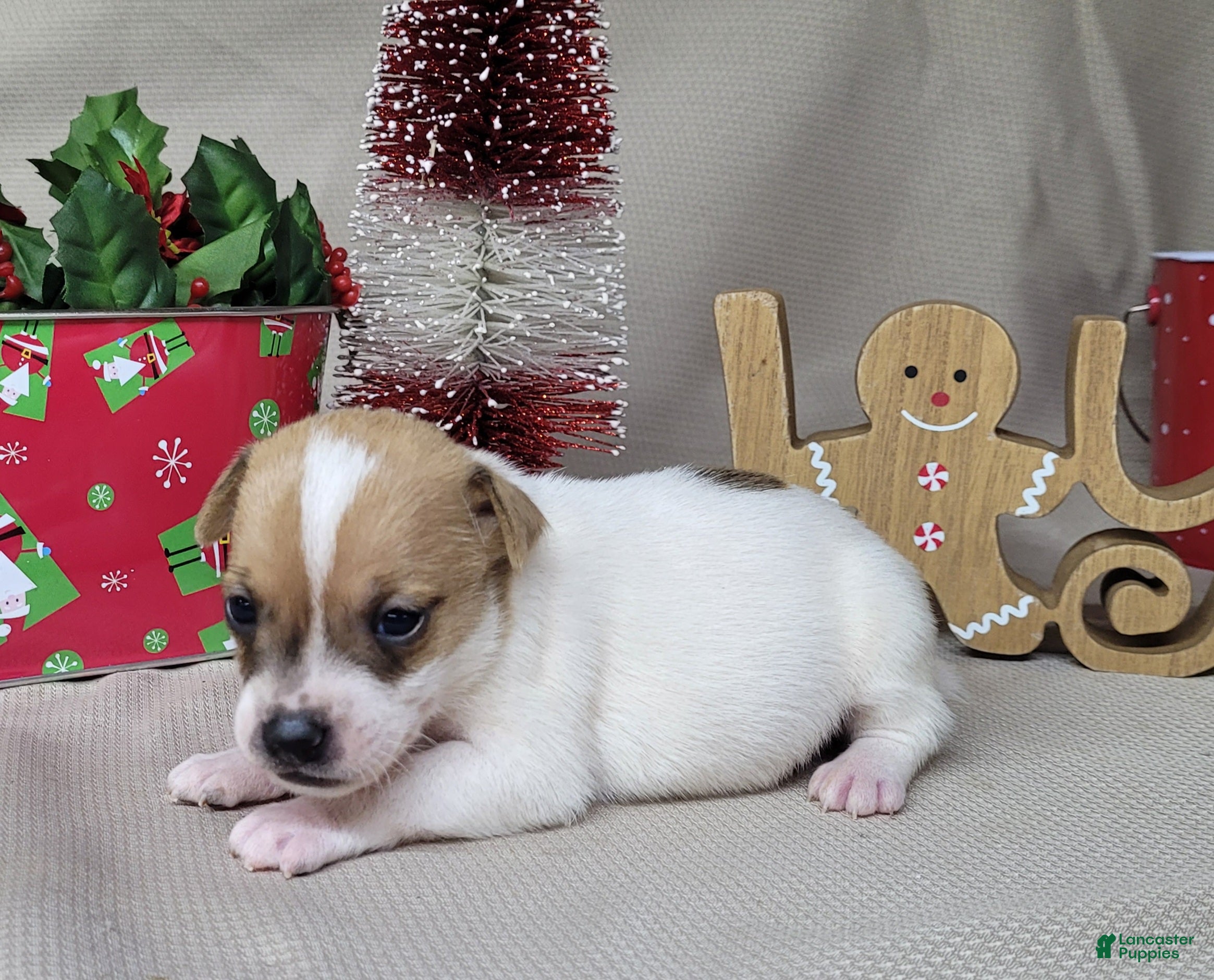 Jack Russell Terrier dogs Westfork's TESSA - Ad 2