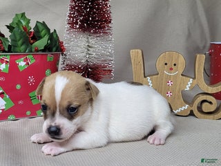 Jack Russell Terrier dogs Westfork's TESSA - Ad 2