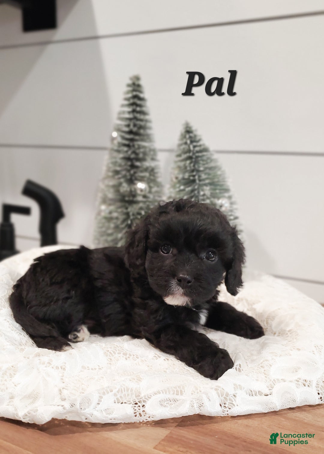 Cavapoo dogs for sale: Pal - Ad 4