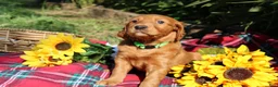 Mixed Breed dogs for sale: Lily - Irish Goldendoodle - Ad 9