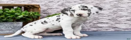 Great Dane dogs for sale: Kelly - Ad 10