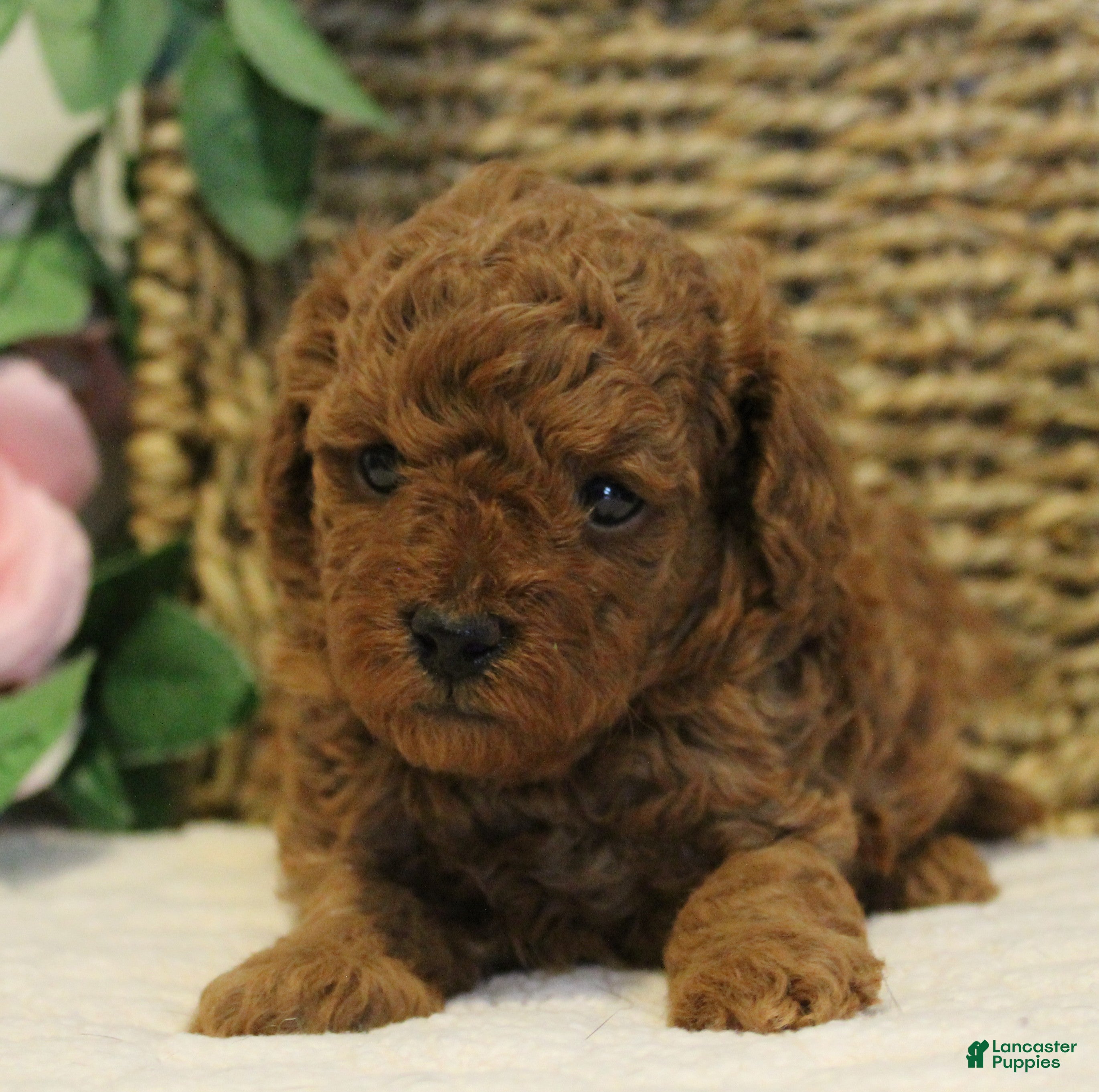Toy Poodle dogs Teddy - Ad 1