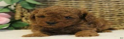 Toy Poodle dogs for sale: Teddy - Ad 1