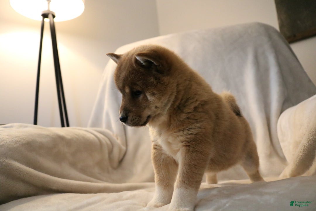 Shiba Inu dogs for sale: Sasha  - Ad 6