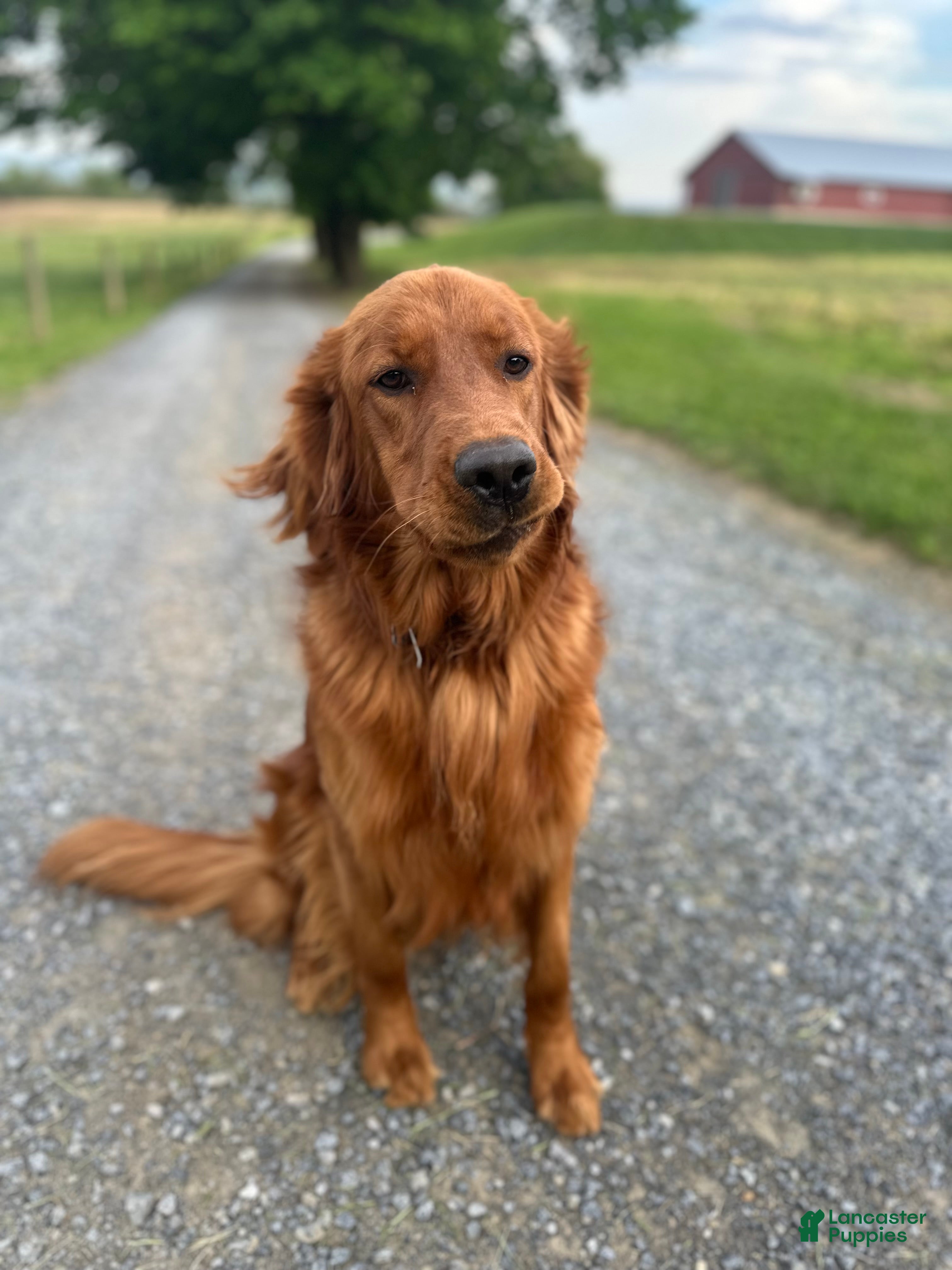 Knox