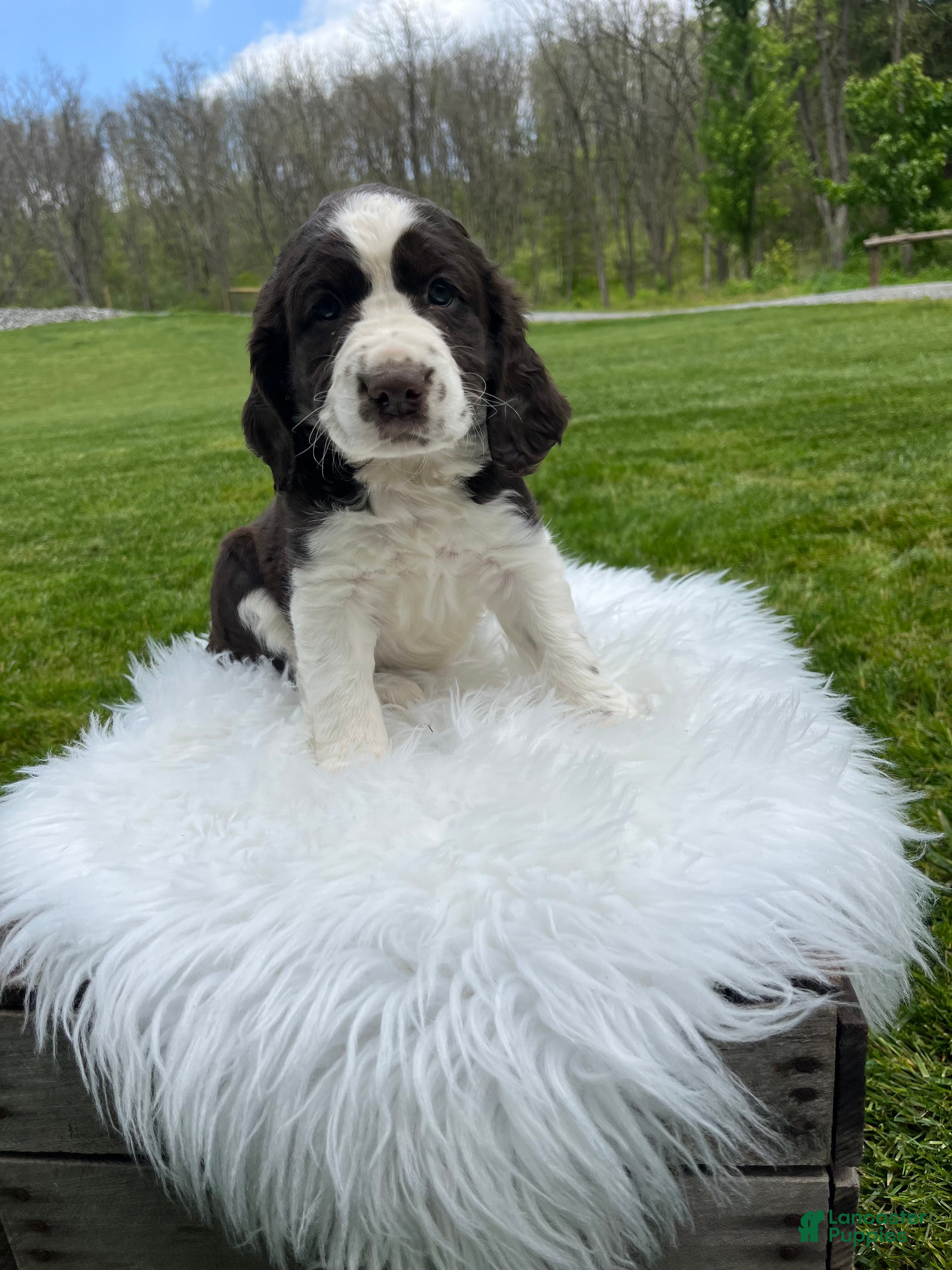 English Springer Spaniel Puppies for sale in Pennsylvania