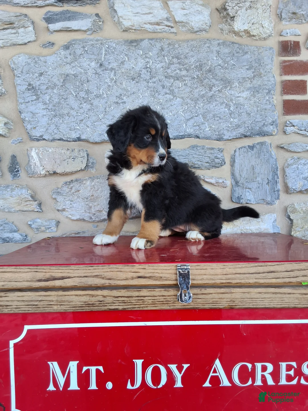 Bernese Mountain Dog dogs for sale: Bernese Mountain Dog Puppy 3 - Ad 2