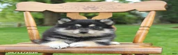 Pomsky dogs for sale: Shadow - Ad 5