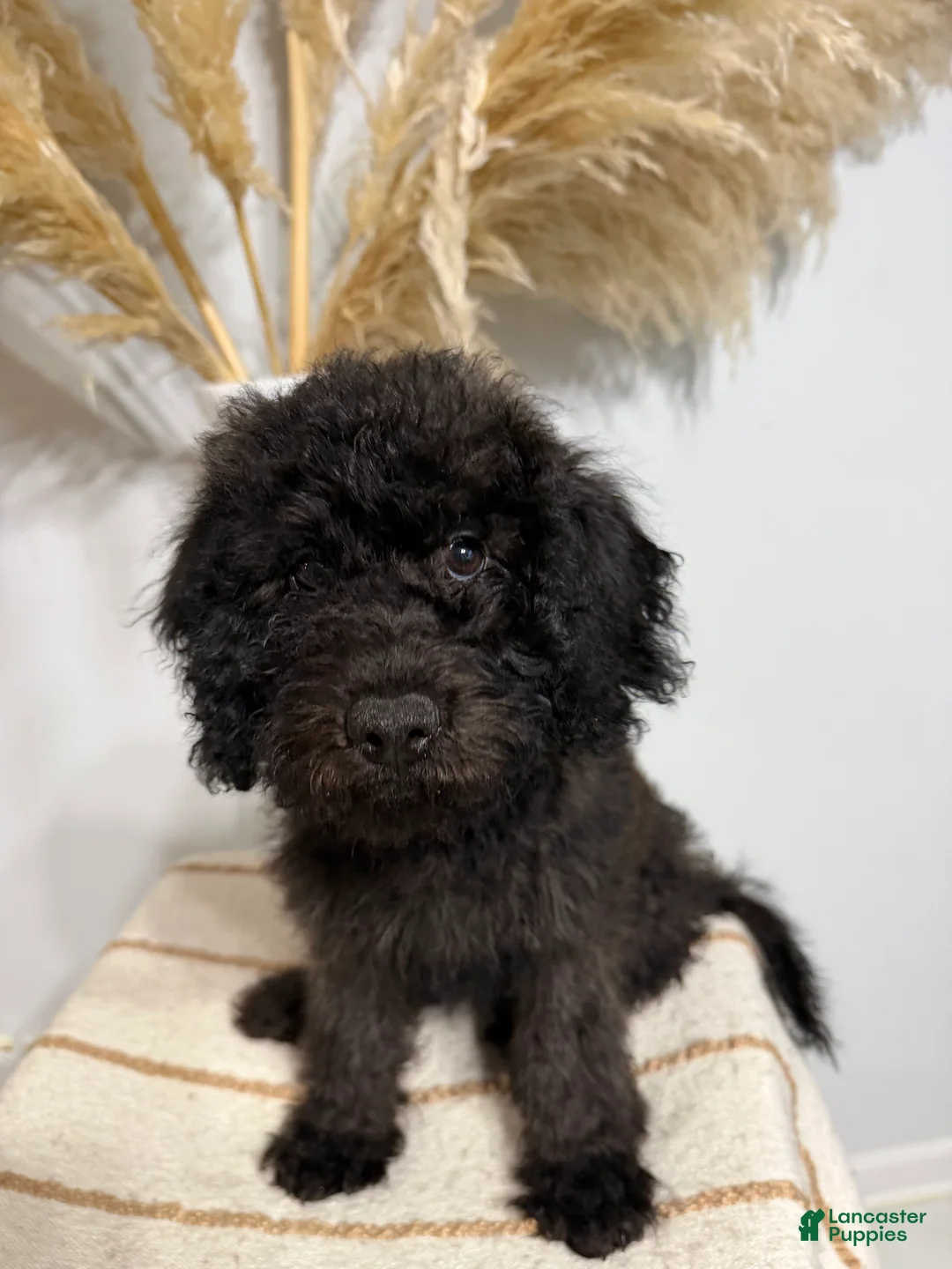 Mini Goldendoodle dogs for sale: Chocolate Boy - Ad 2