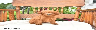 Rusty