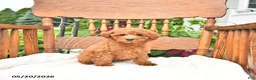 Mini Goldendoodle dogs for sale: Rusty - Ad 1