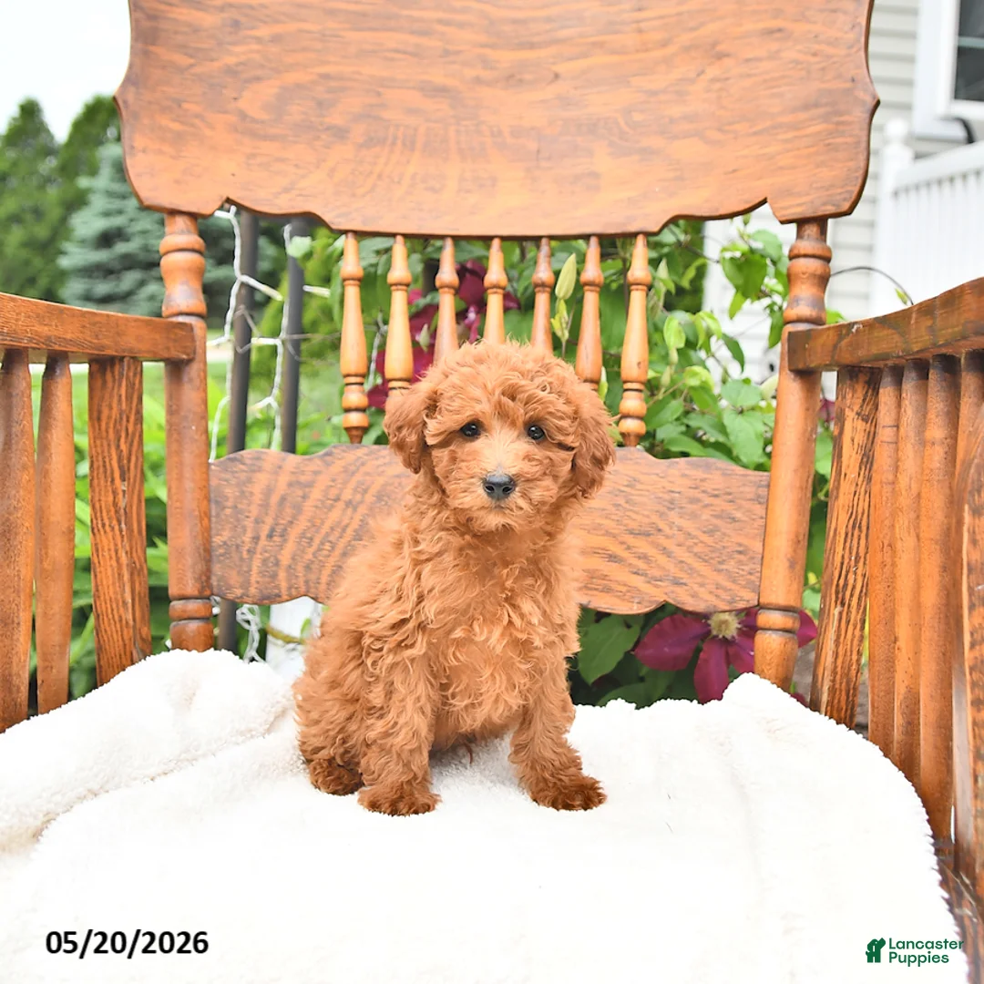 Mini Goldendoodle dogs for sale: Rusty - Ad 1
