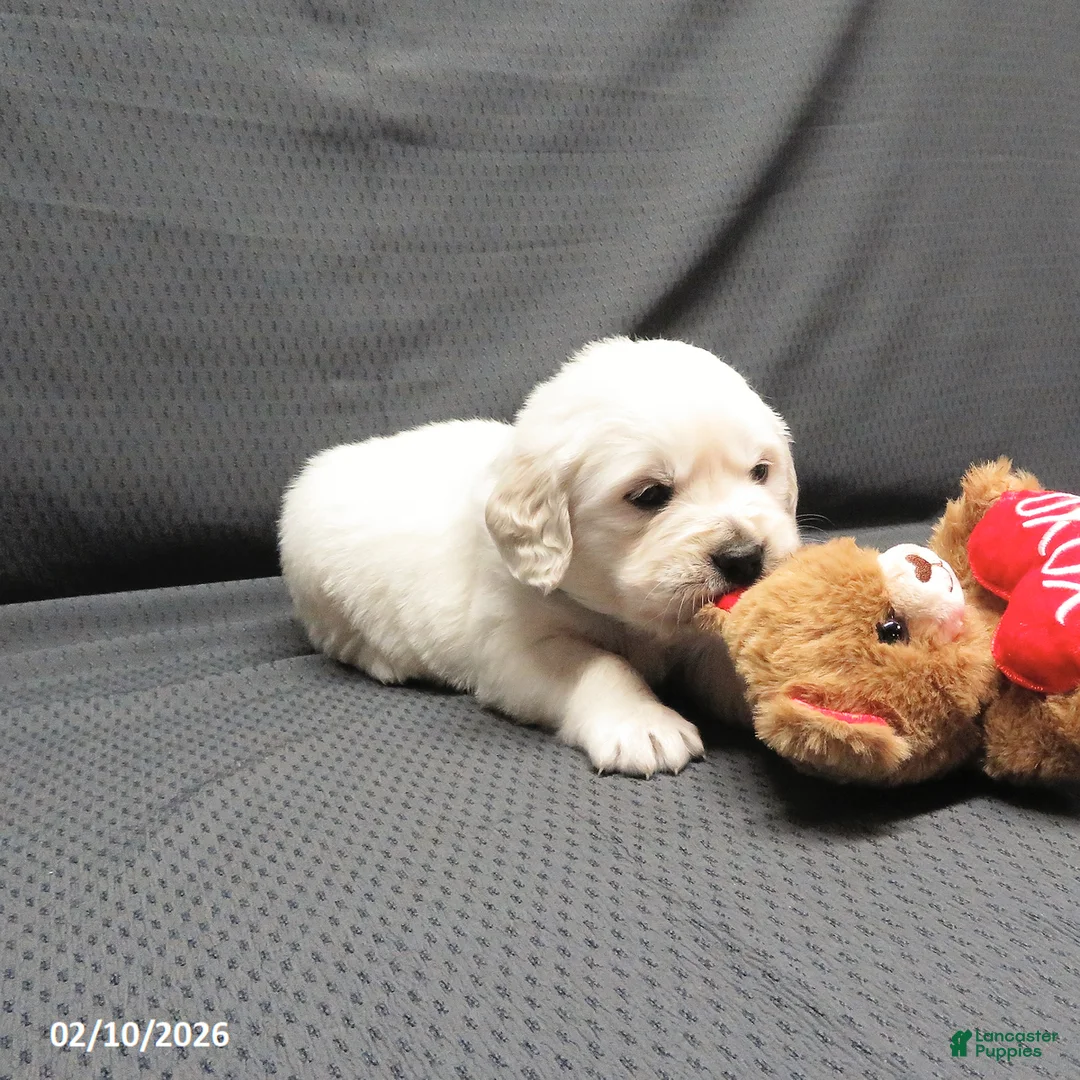 Golden Retriever dogs for sale: Bobbles - Ad 9