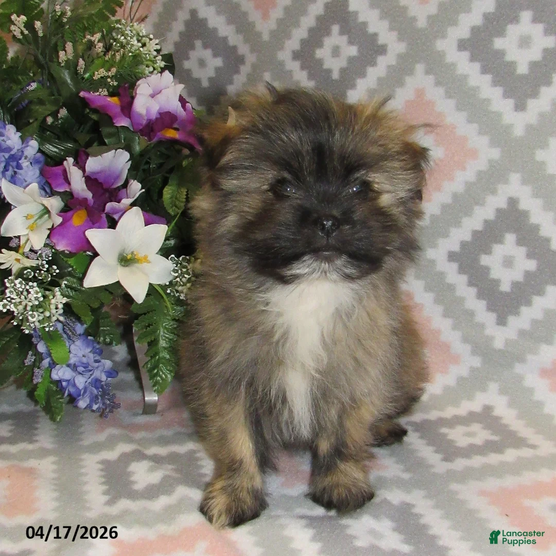 Mixed Breed dogs for sale: Everett - Ad 3