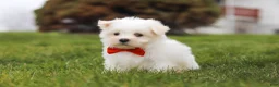 Maltese dogs for sale: Bodie - Ad 4