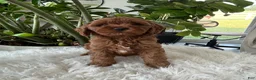 Cavapoo dogs for sale: Darcy  - Ad 7