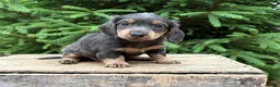 Mixed Breed dogs for sale: Opal - Ad 2