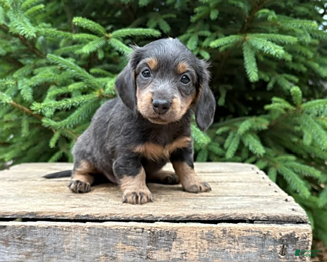 Mixed Breed dogs for sale: Opal - Ad 2