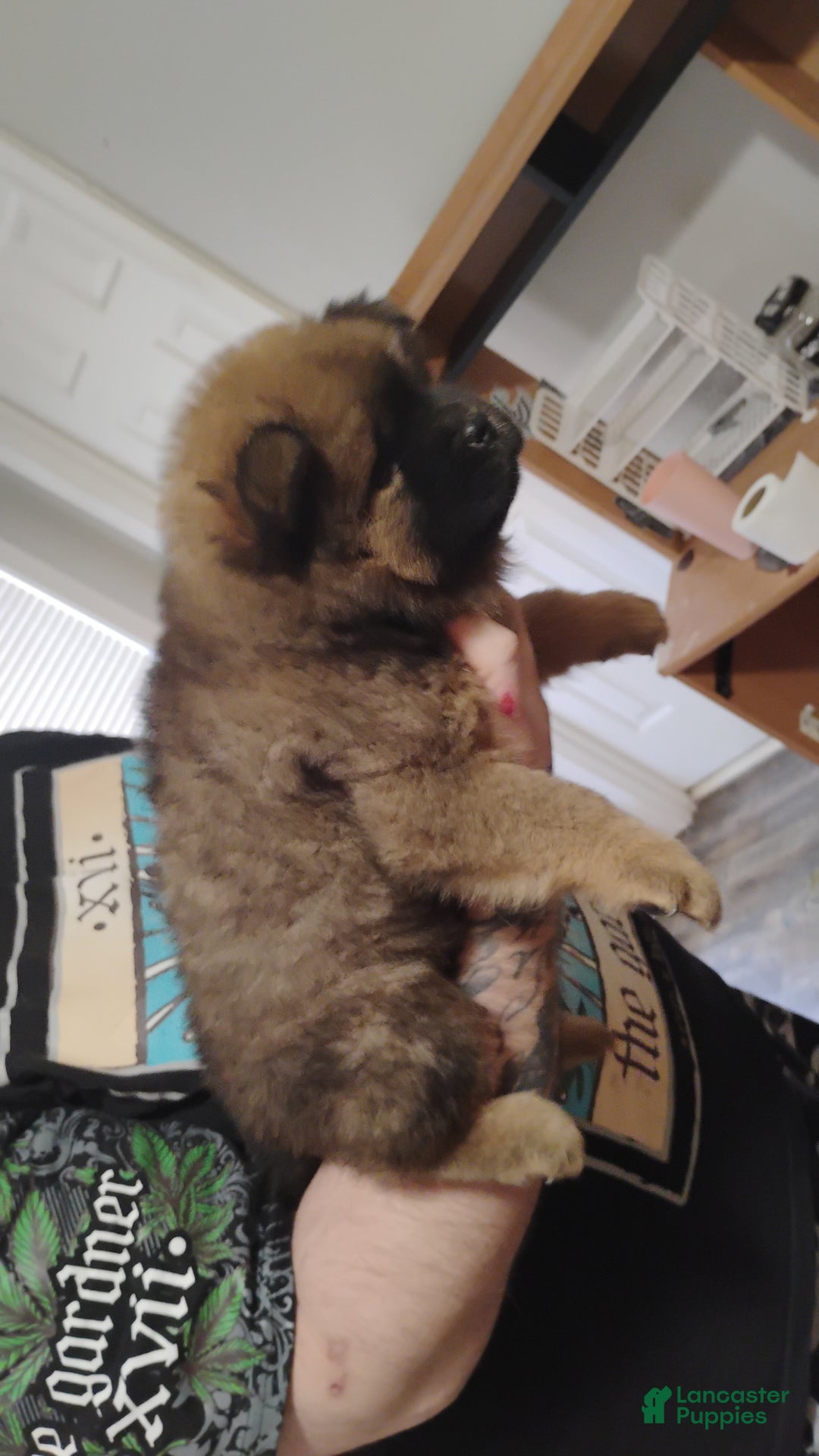 Chow Chow dogs for sale: Ariel  - Ad 2