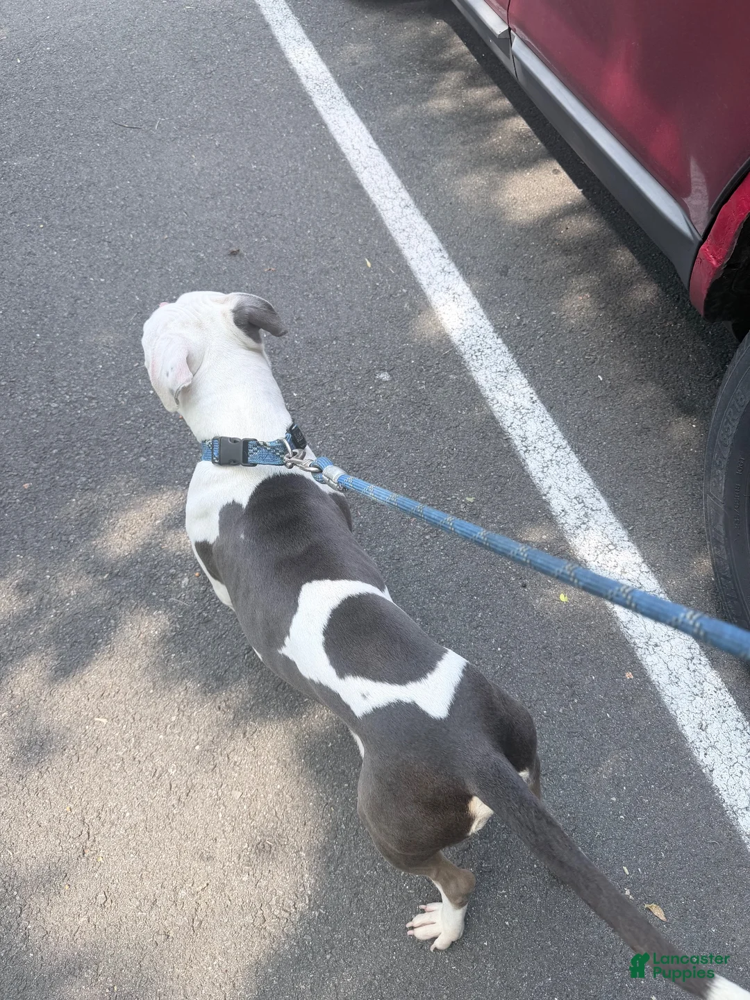 American Pit Bull Terrier dogs for sale: American Pit Bull Terrier 1 - Ad 6