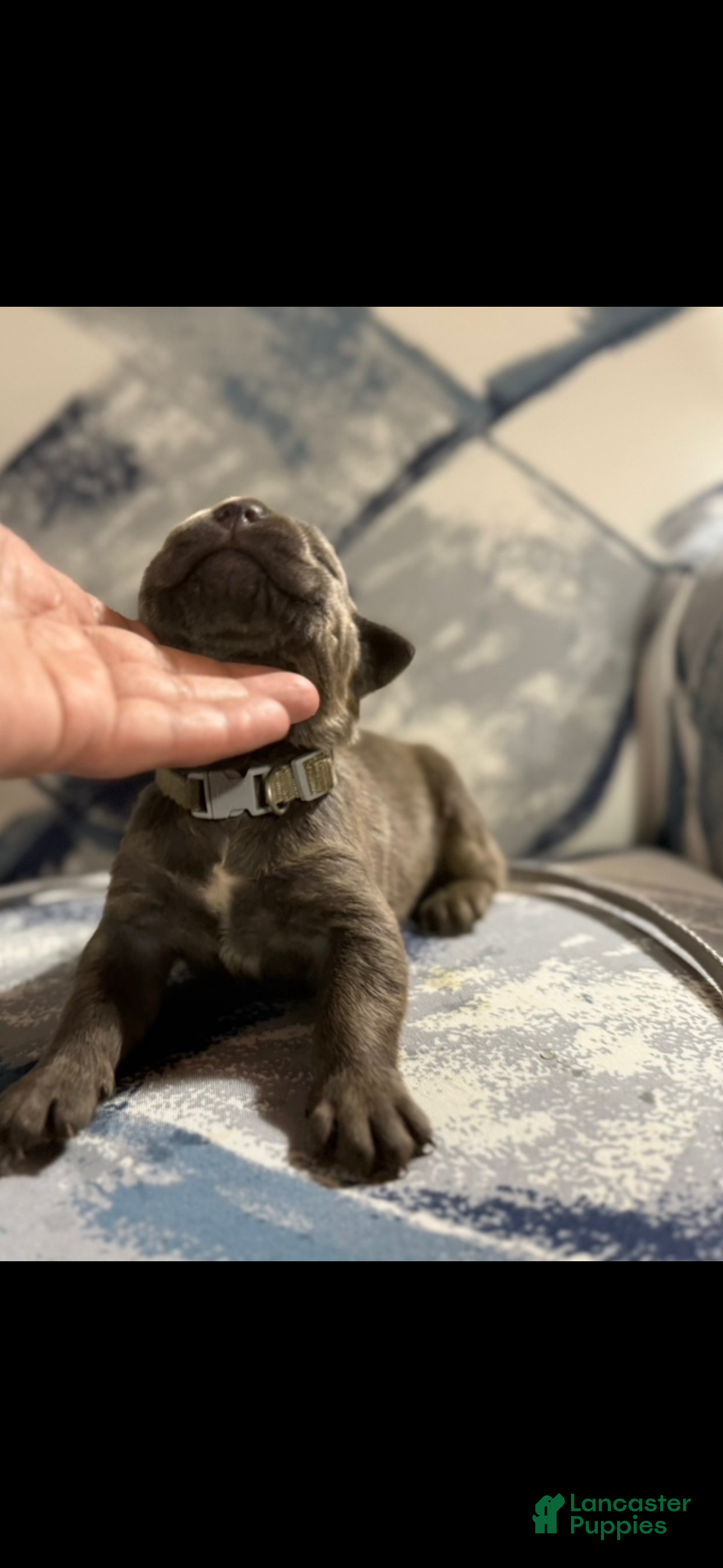 Cane Corso dogs Cane Corso Puppy 3 - Ad 22