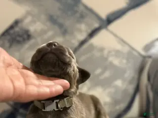 Cane Corso dogs Cane Corso Puppy 3 - Ad 22