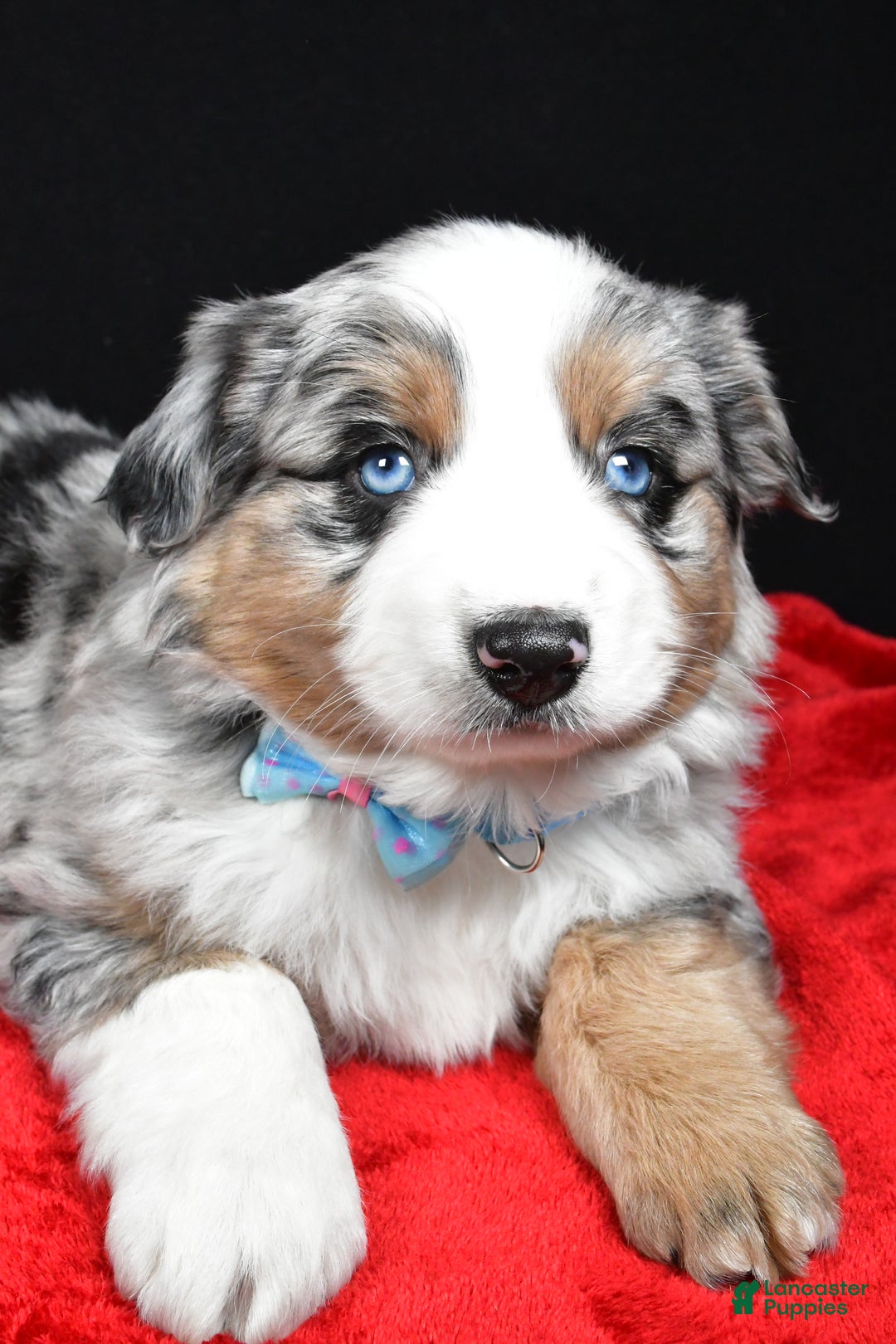 Miniature Australian Shepherd dogs for sale: Rexton - Ad 9