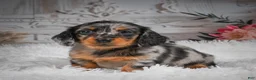 Miniature Dachshund dogs for sale: AKC-Hero - Ad 4