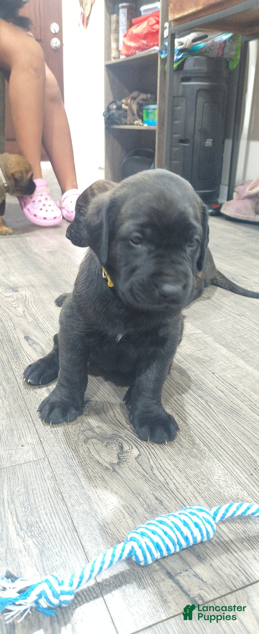 Mixed Breed dogs for sale: Mixed Breed Puppy 3 - Ad 7