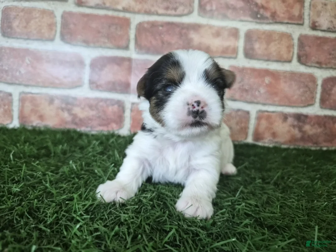 Yorkshire Terrier dogs for sale: Chloe - Ad 2