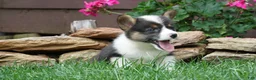 Welsh Corgi Pembroke dogs for sale: Daisy - Ad 4