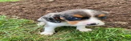 Beaglier dogs for sale: Ace - Ad 6