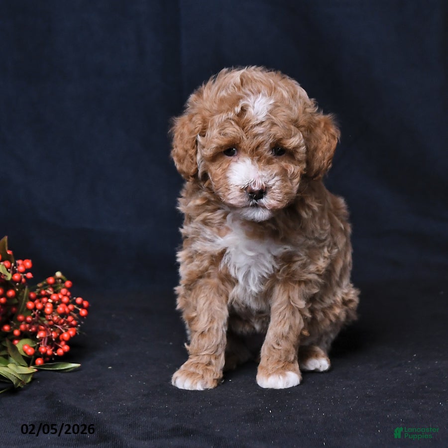 Toy Poodle dogs Natalie - Ad 2