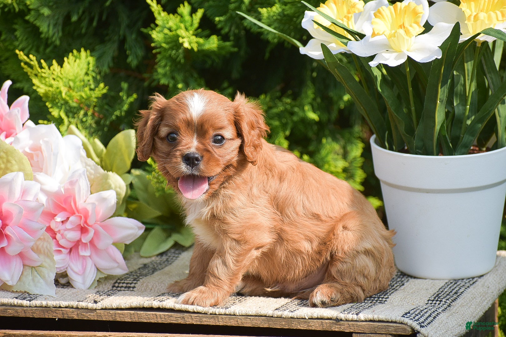 Cavalier King Charles Spaniel dogs Stanley - Ad 1