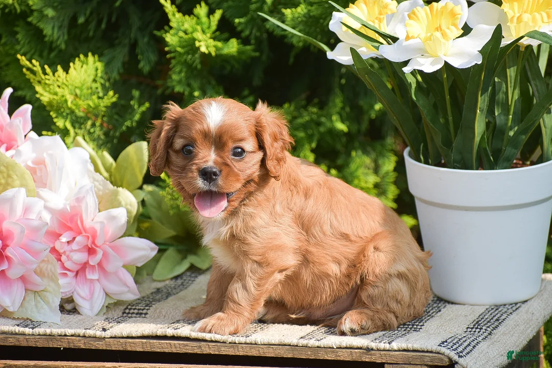 Cavalier King Charles Spaniel dogs for sale: Stanley - Ad 1