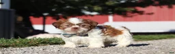 Shih Tzu dogs for sale: Micah - Ad 3