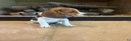 Beagle dogs for sale: Buck - Ad 5