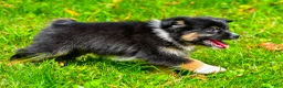 Miniature Australian Shepherd dogs for sale: Javon - Ad 4