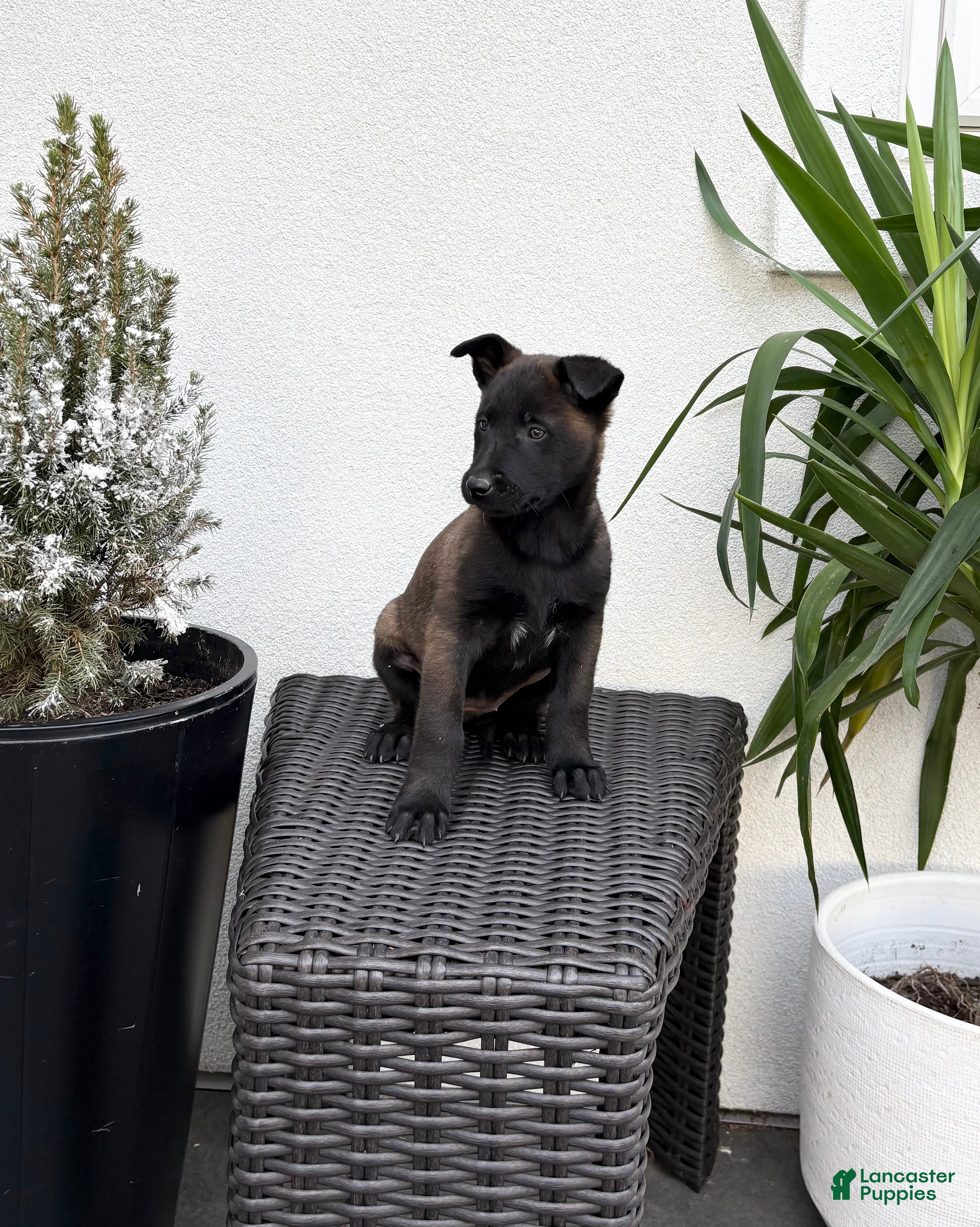 Belgian Malinois dogs Belgian Malinois Puppy (Marley) - Ad 1