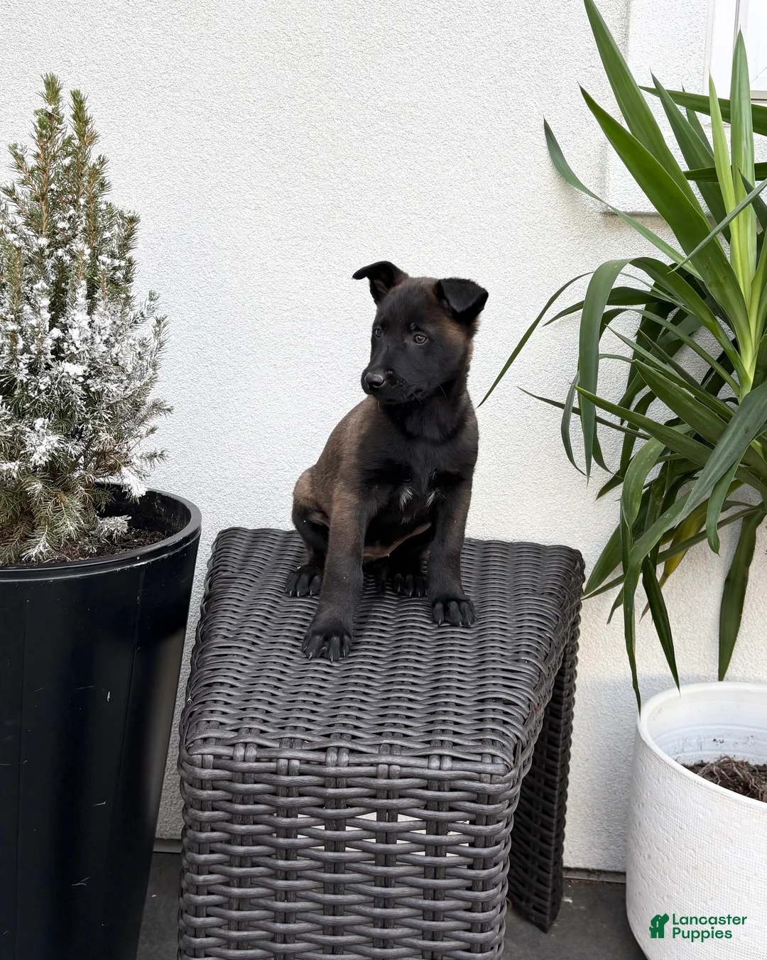 Belgian Malinois dogs for sale: Belgian Malinois Puppy (Marley) - Ad 1