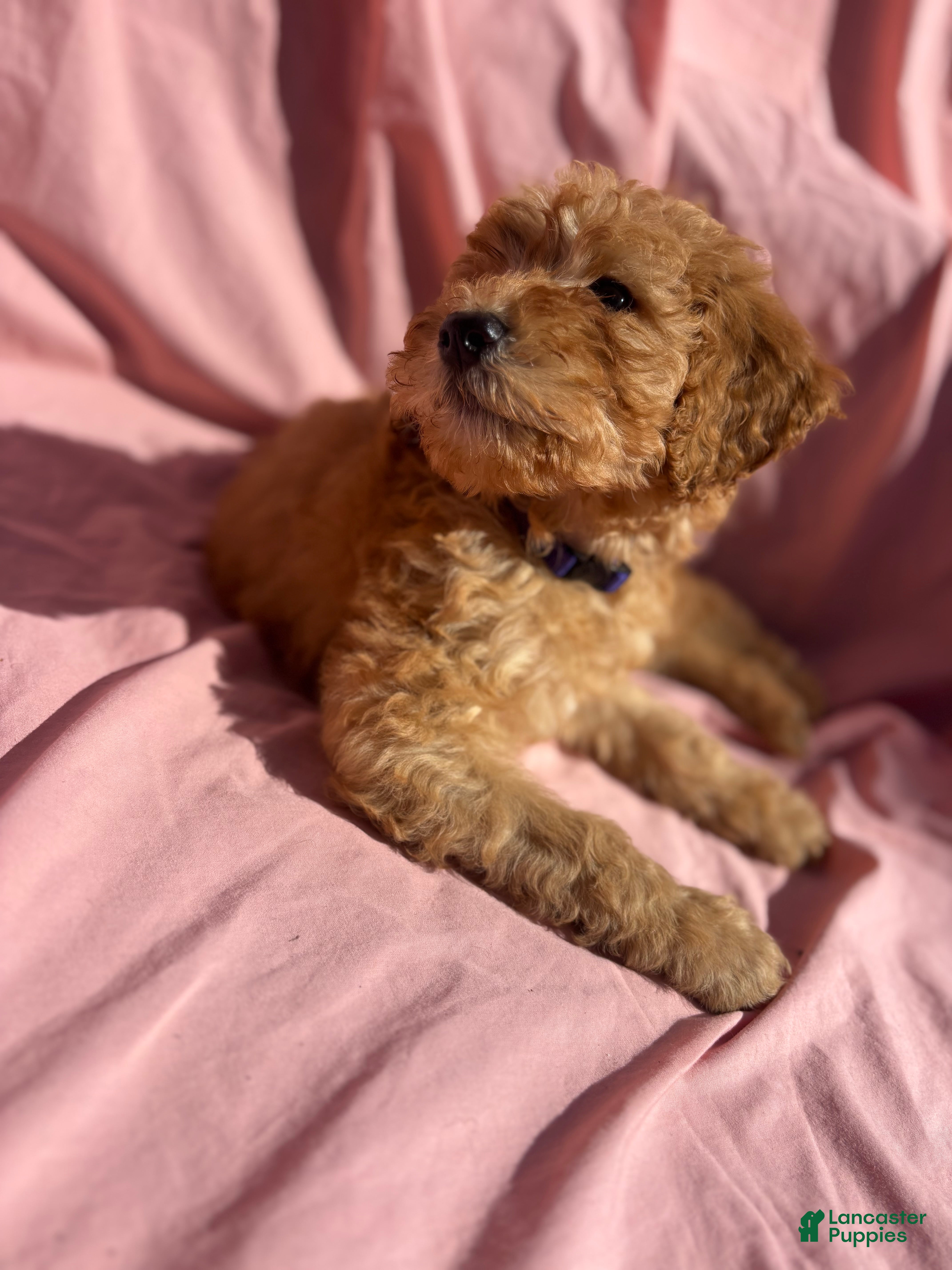 Bernedoodle dogs Bernedoodle Puppy 5 - Ad 39