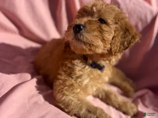 Bernedoodle dogs Bernedoodle Puppy 5 - Ad 39