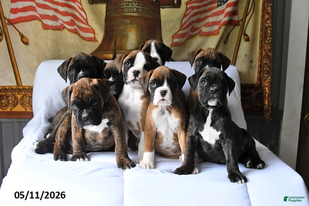 Boxer dogs for sale: Buster - Ad 5