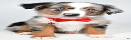 Miniature Australian Shepherd dogs for sale: Marshall - Ad 5