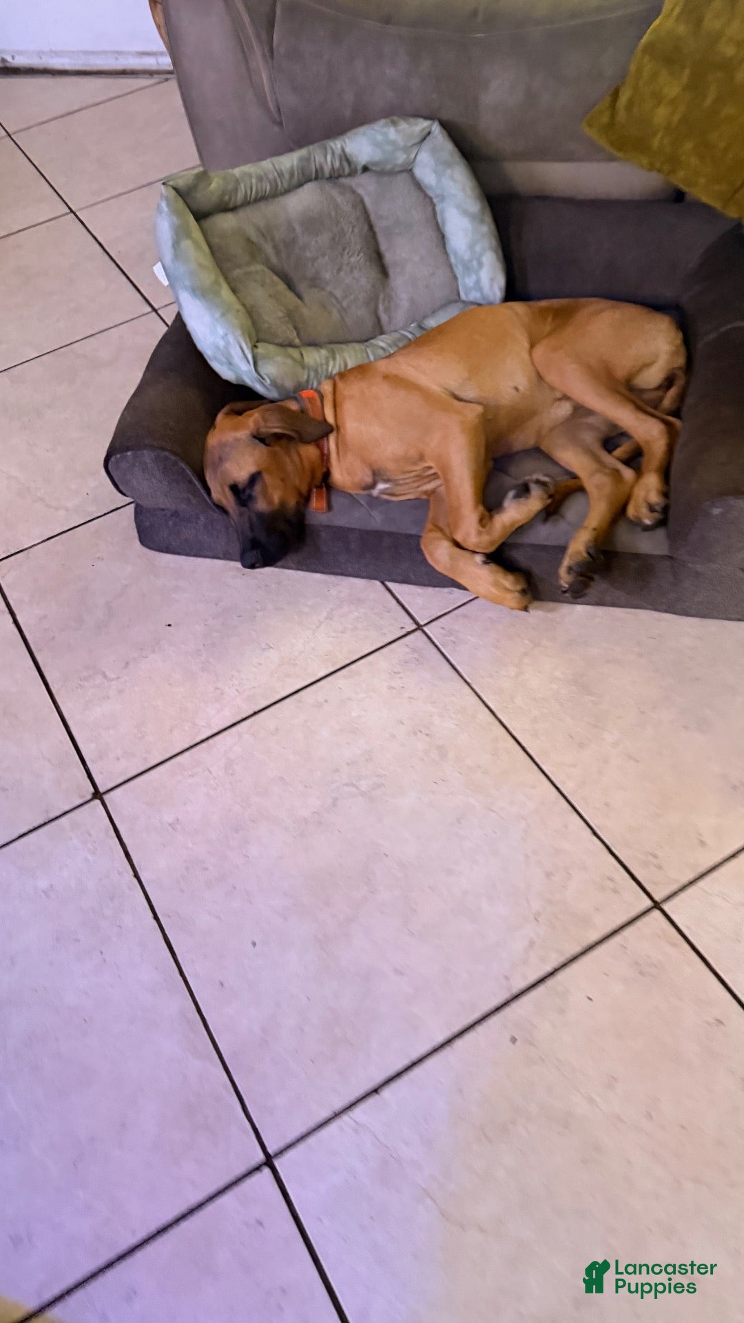 Mixed Breed dogs Mixed Breed 1 - Ad 17
