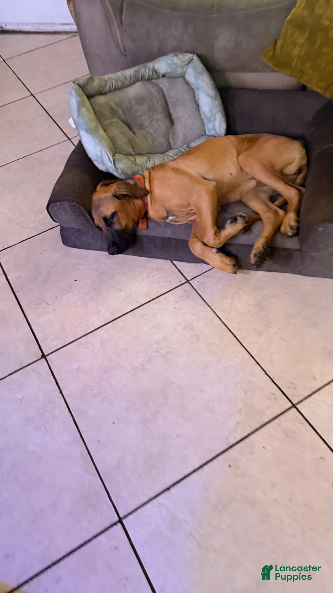 Mixed Breed dogs for sale: Mixed Breed 1 - Ad 1